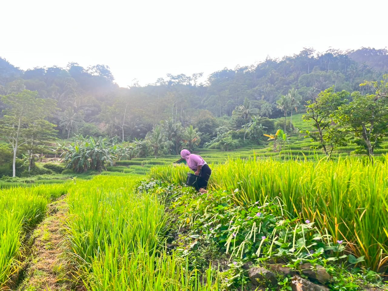 Ketahanan Pangan